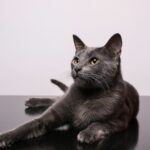 black cat on white table